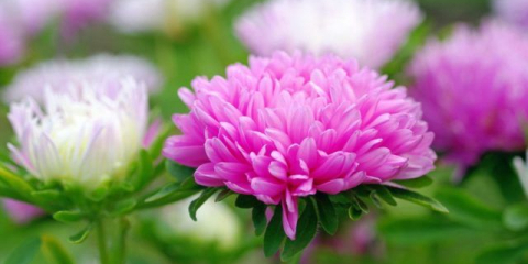 Kdy a jak zasadit astry pro sazenice: tipy a triky od zkušených zahradníků